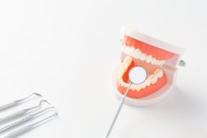 歯の模型の写真